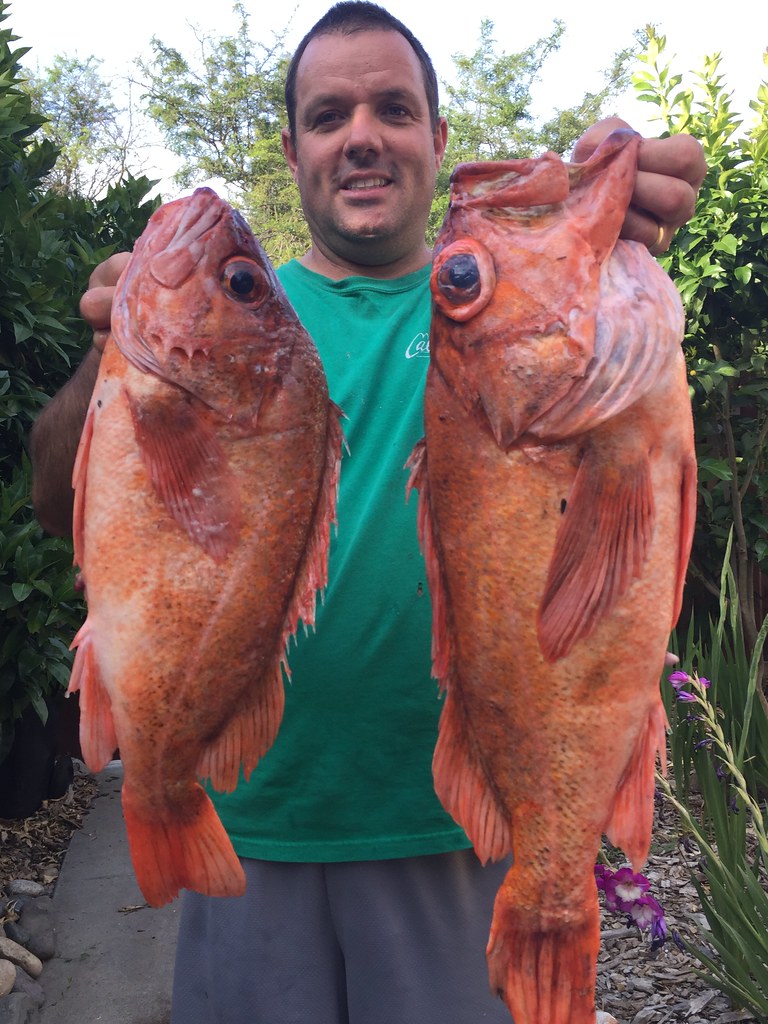 Channel Islands Rockfish salabat Flickr