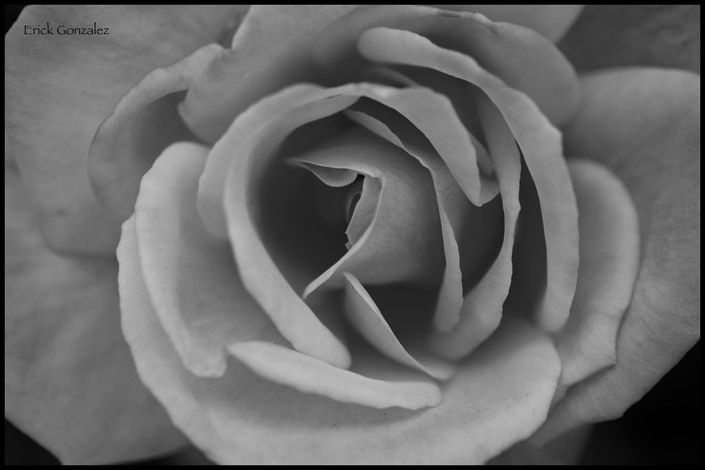 Black and White rose Also from my garden!! Erick Gonzalez Flickr
