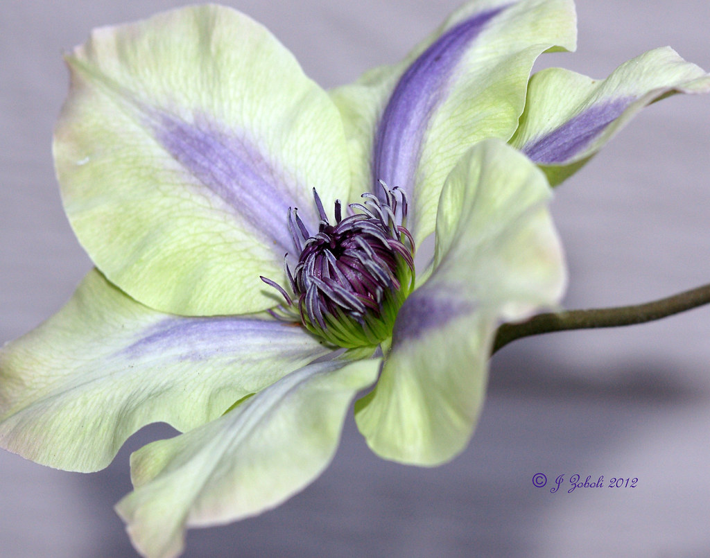 Clematis My first Clematis bloom of the season. Wasn't sur… Flickr