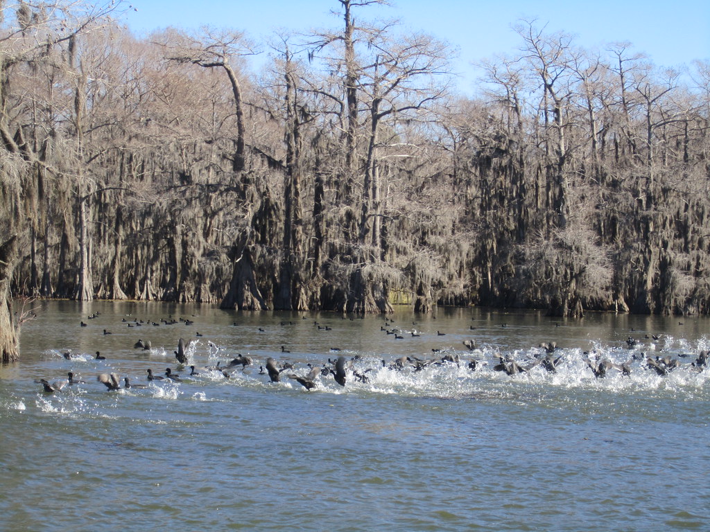 Coots The kids shoot 'em for fun annamulliscollective Flickr
