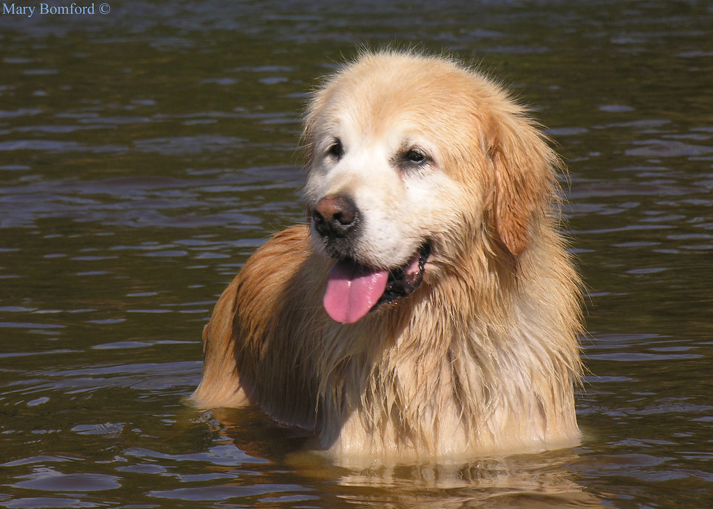 Rescue golden retriever Zac at the river DSCN5840 Old gold… Flickr