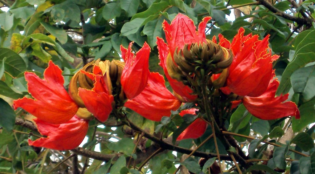 AFRICAN TULIP 2 / (Bengali = রুদ্রপলাশ ) … Flickr