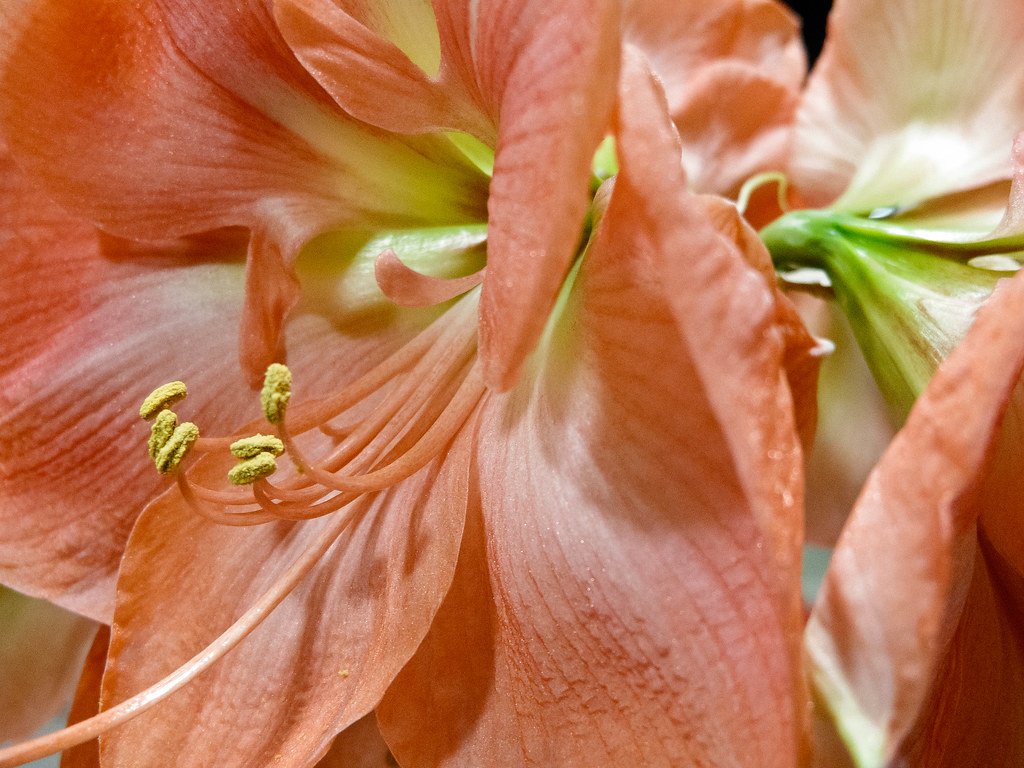 Lily Detail New Jersey Flower & Garden Show Bob Flickr
