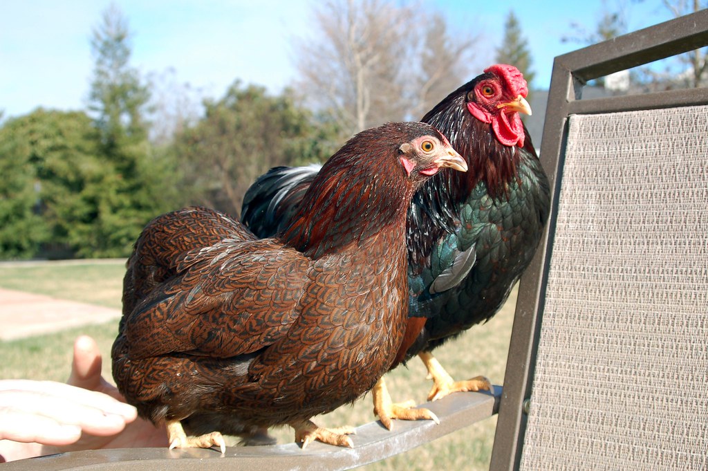 Bantam Partridge Wyandottes 030 Cowgirl Jules Flickr