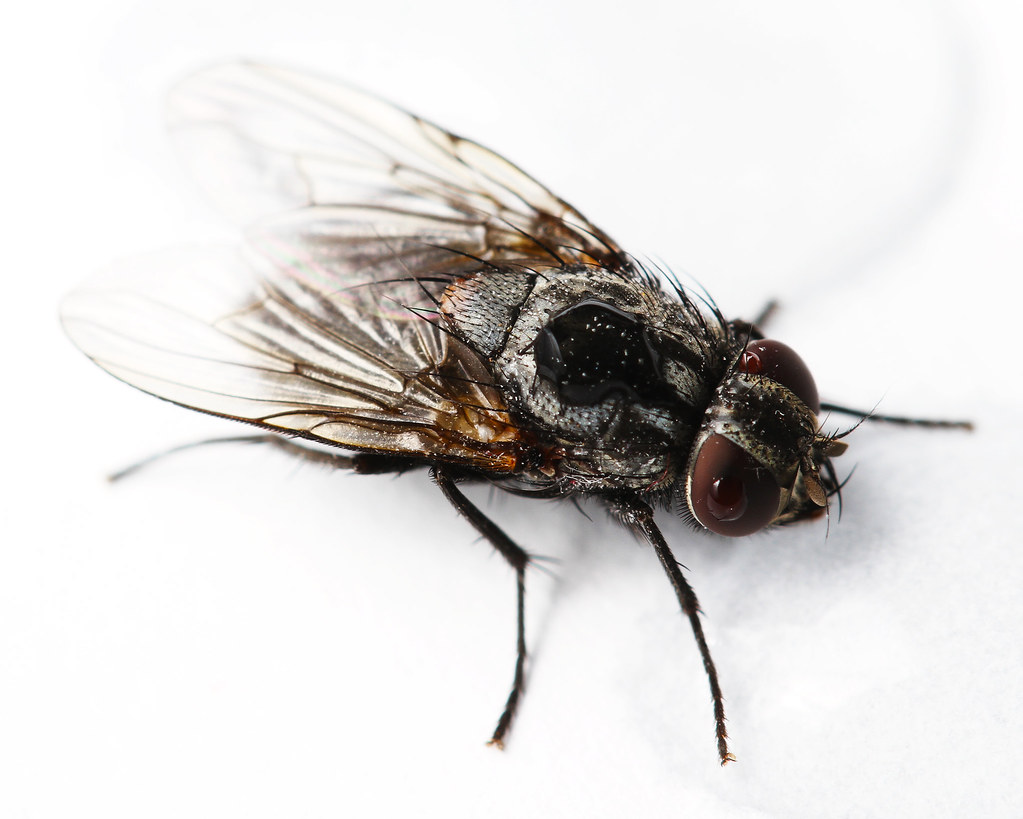 Fly in circles Martin Olsson Flickr