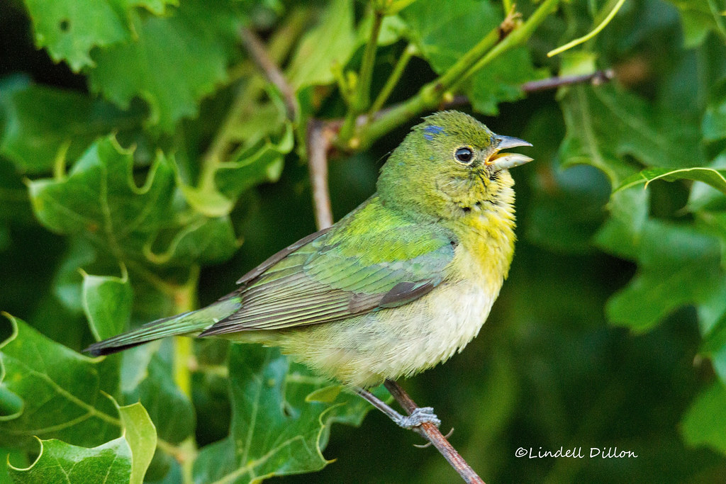 Painted Bunting An immature male bunting. Unless you have … Flickr