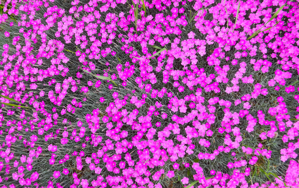 Carpet of Flowers(01) Rimantas Jankauskas Flickr
