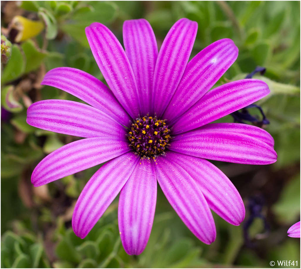 Cyprus Flower 5 Some more from my trip Taken near Coral Ba… Flickr