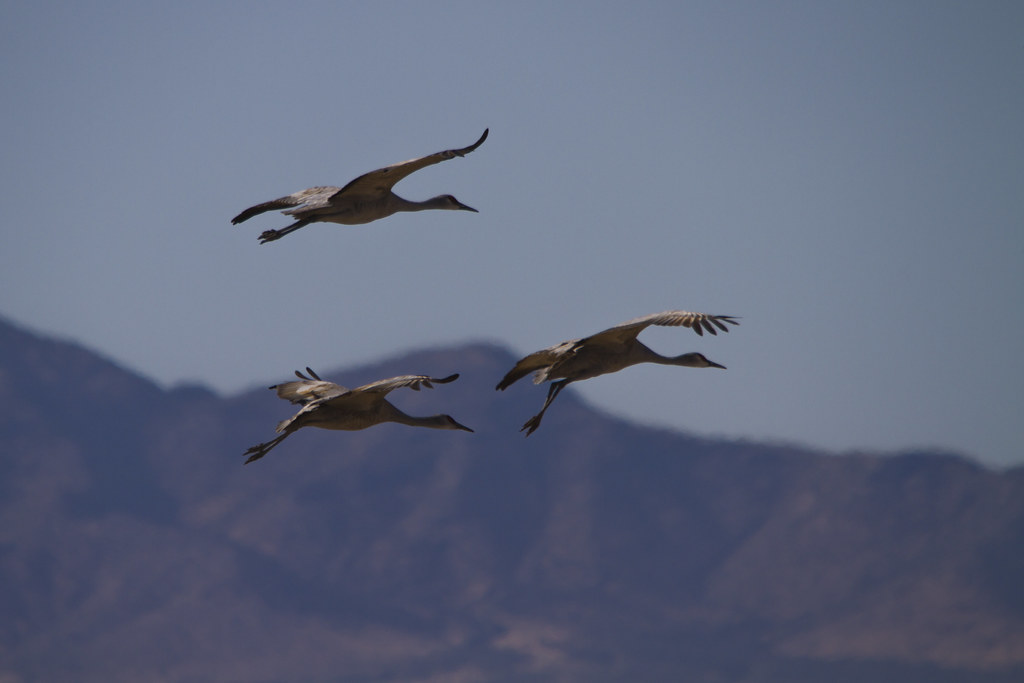 IMG_7756_1 sandhill cranes at willcox Az Todd Flickr