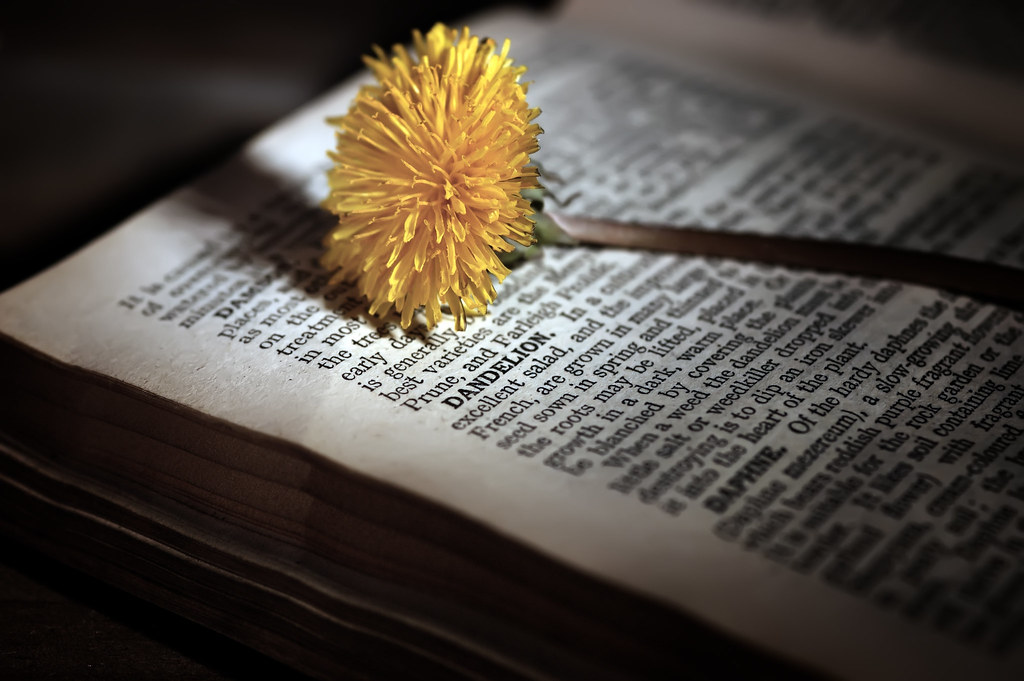 Dandelion on book Dandelion on book with description mrjboyle Flickr