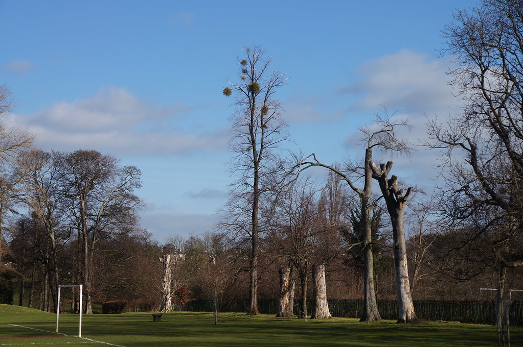 One Tall Tree Cheltenham Spa Tim Ellis Flickr