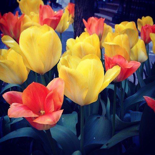 Spring in the neighborhood. flowers ues nyc Jenn Vargas Flickr