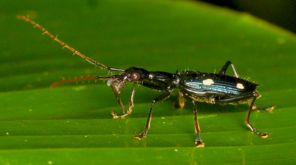 Agra sp.? Carabidae Andreas Kay Flickr