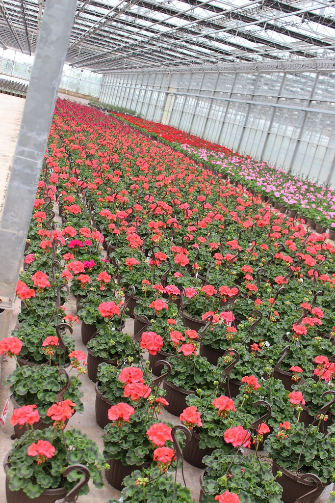 Catoctin Mountain Growers 006 Bernie Rogers Flickr