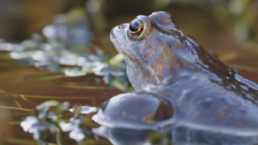 Frog croaking! He was very loud! This frog is the first on… Flickr