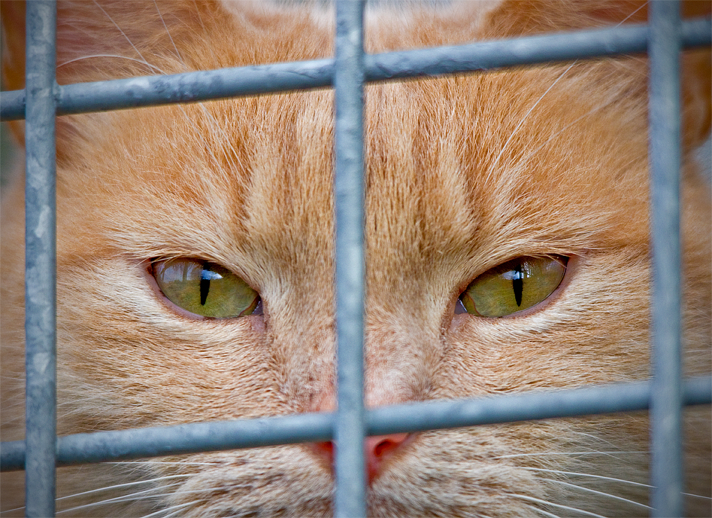 Locked Up One of the cats from my parents neighbours. They… Flickr