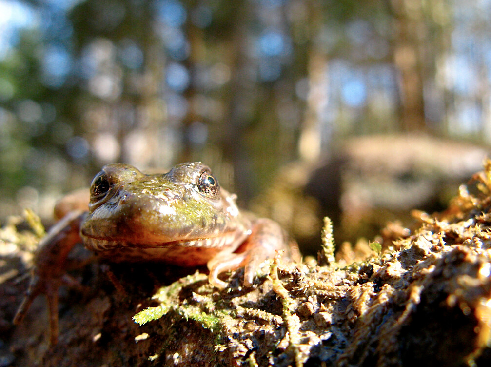 Frog in the sun Dave Huth Flickr