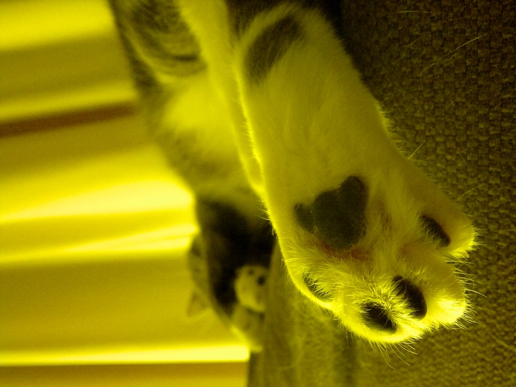 Teddy Bear I recently discovered cat's paws' cushions look… Flickr