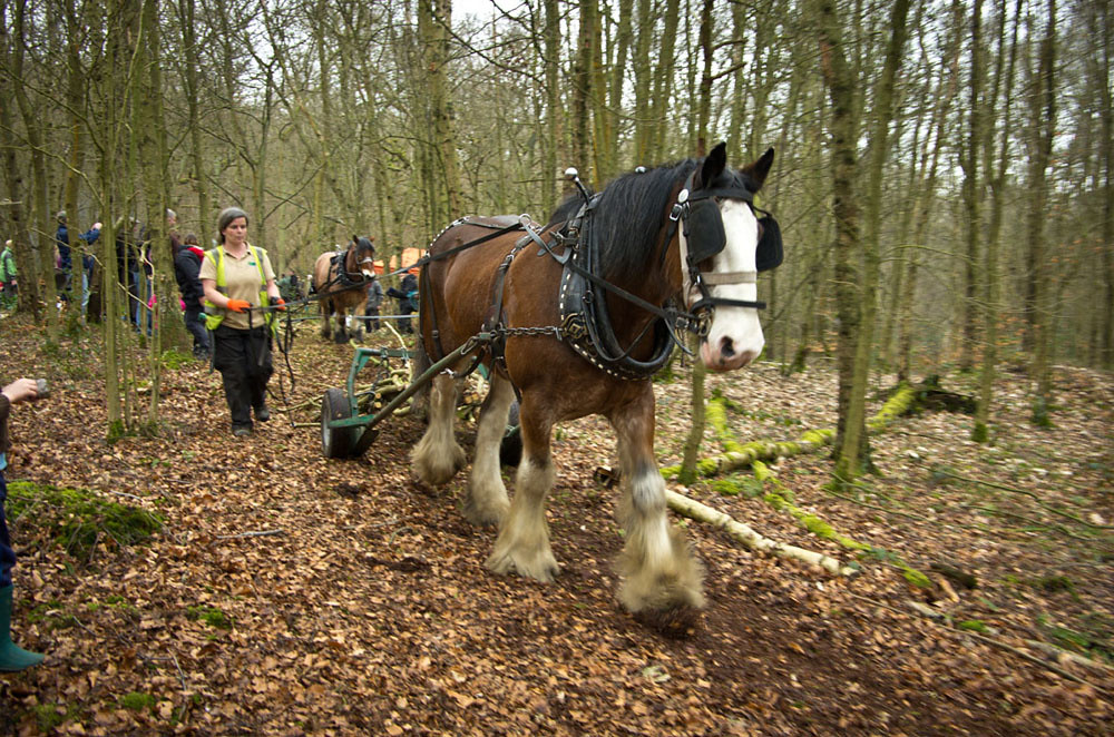 Working Shire Horse National Trust Peak District Flickr