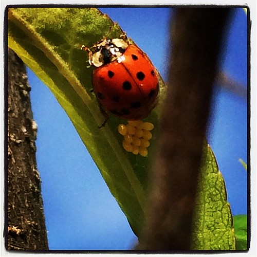 Ladybug laying Eggs... How cool is this... via Instagram i… Flickr