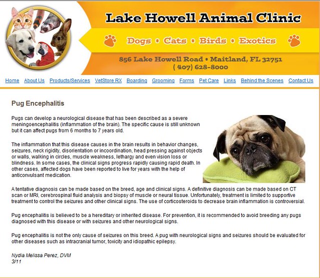 Pug Dog Encephalitis Lake Howell Animal Clinic site Megan Lorenz Flickr