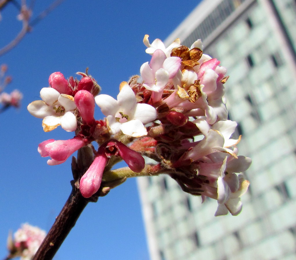 Viburnum bodnantense 'Charles Lamont High Line Views NY 55… Flickr