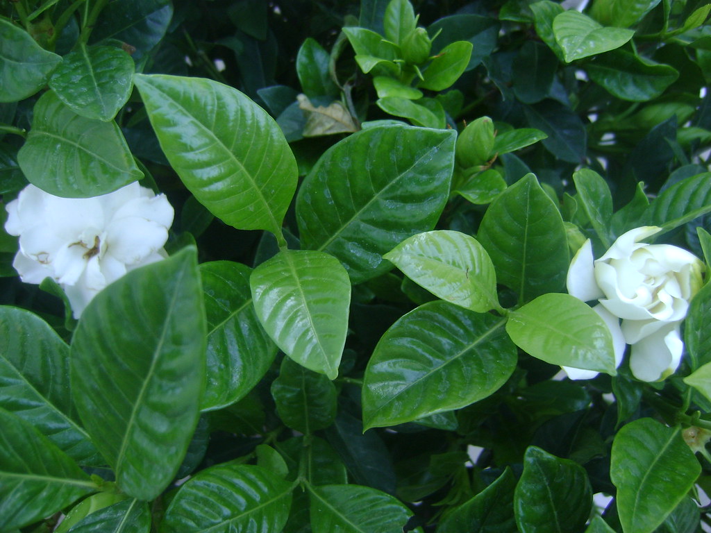 Flowers, Box Hill, Misc. April 2012 009 Gardenia mariewlsh Flickr