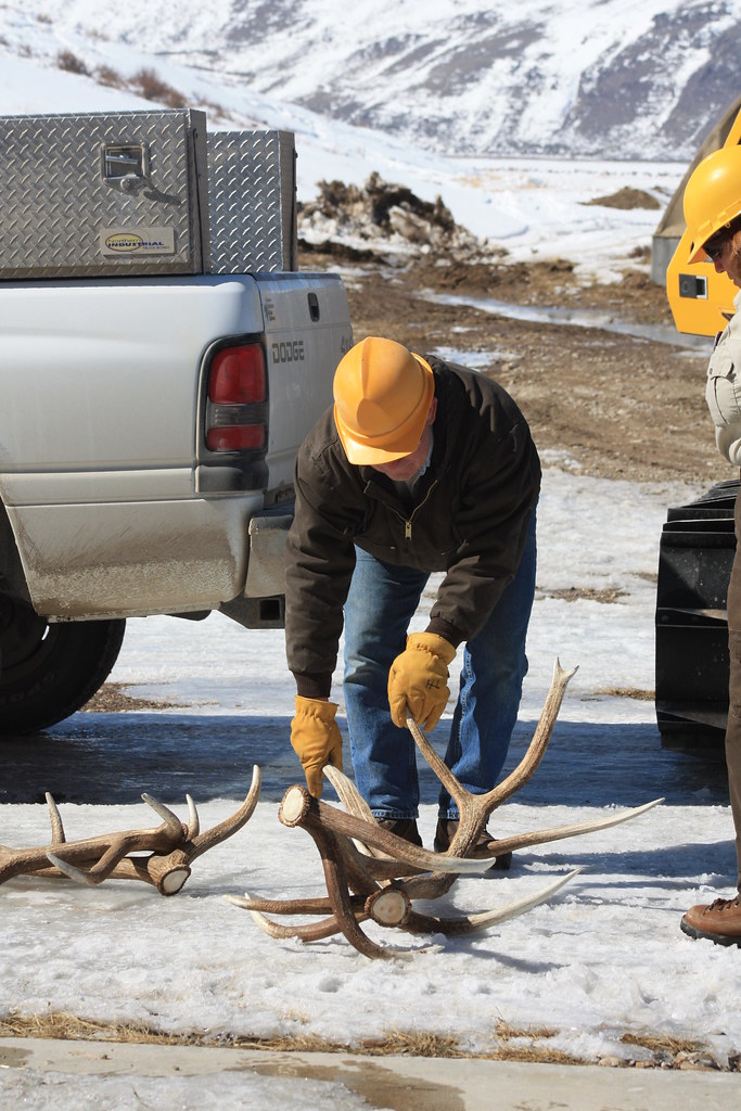 Antler Collection Begins in Early March National Elk Refug… Flickr