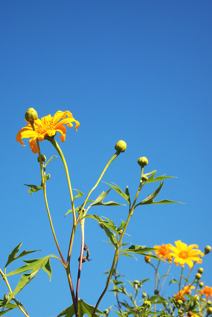 Mexican Sunflower Weed Wild sunflower, Tithonia diversifol… Flickr