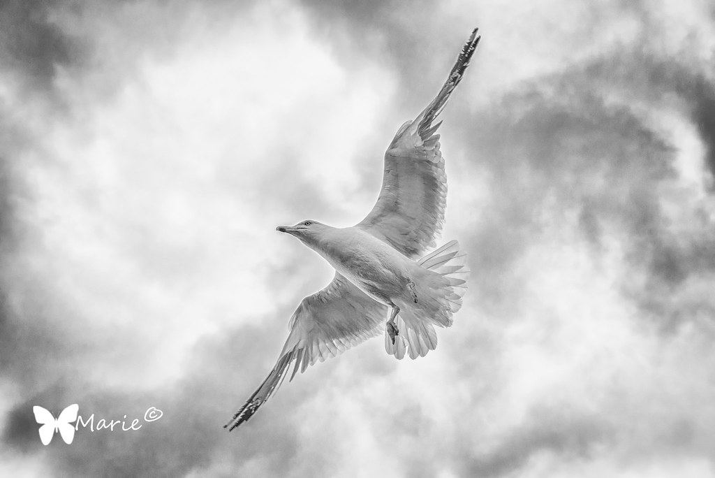 The wind beneath my wings Marie Flickr