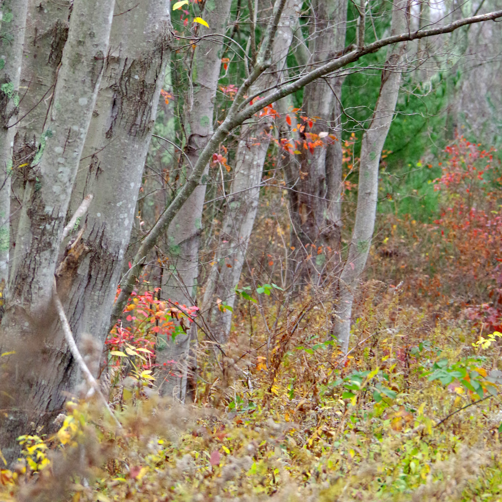 Sawmill Park Opening 01 (436) Photographs taken a… Flickr