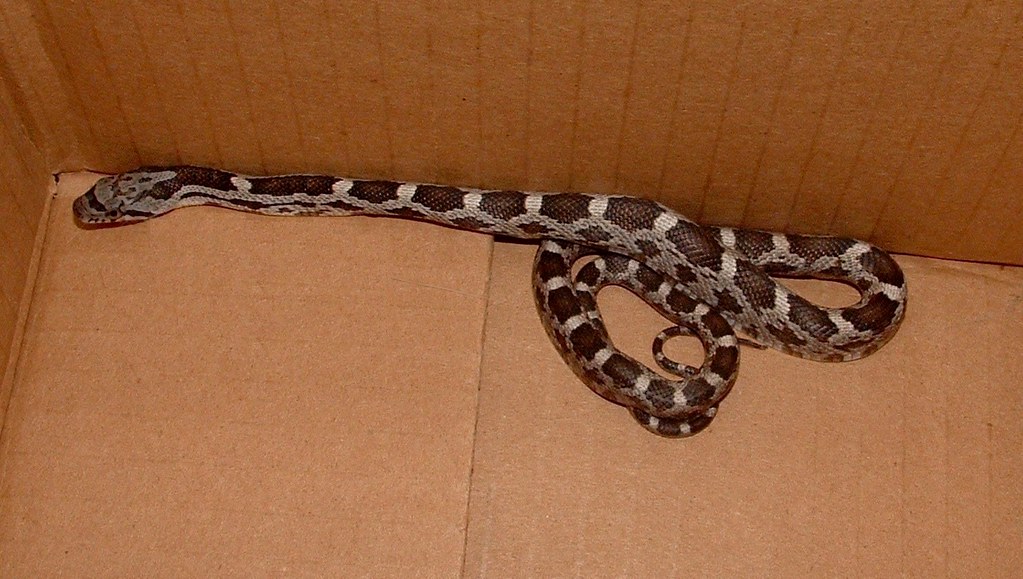 Baby Rat Snake Rescued from my cat, beneath my desk. I pla… Flickr