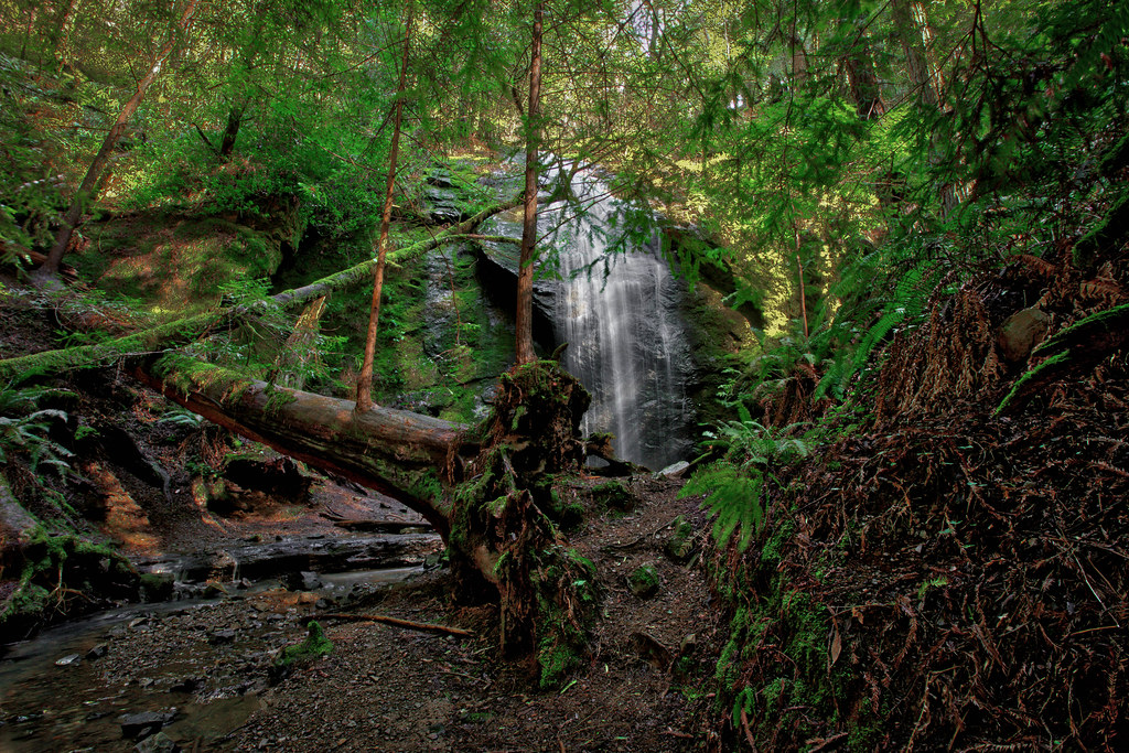 New Sprouts Redwood trees are amazing. Instead of dying wh… Flickr
