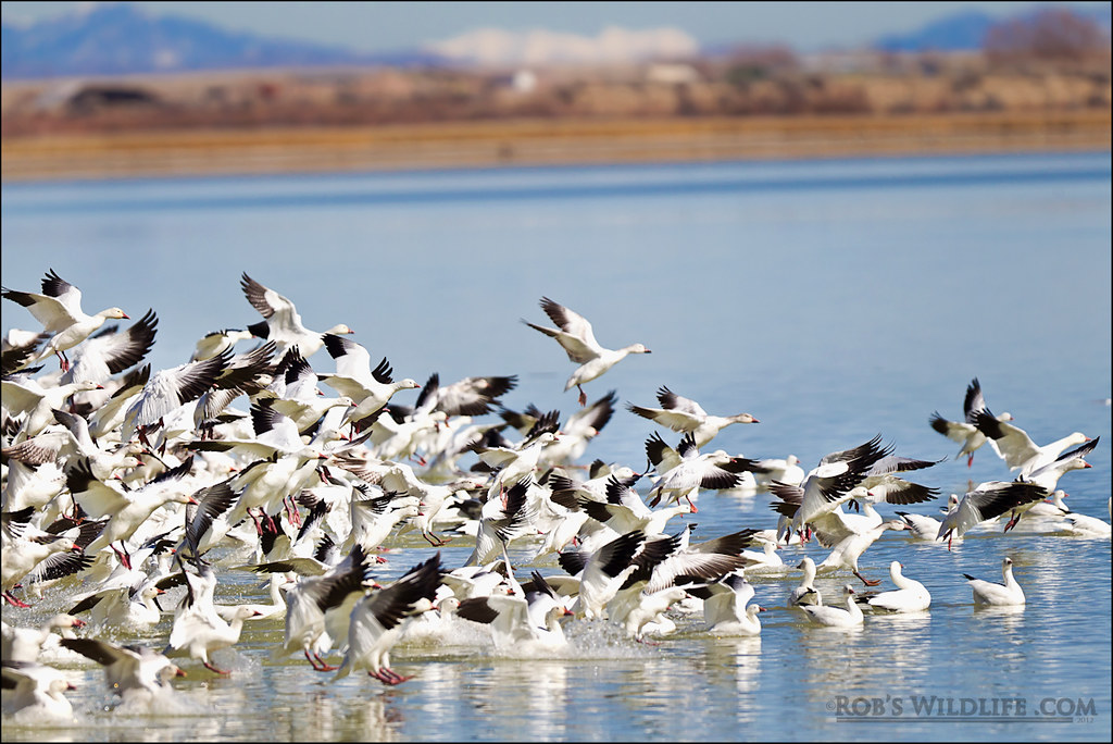 delta snow goose festival 2023 Snow Geese Delta 0226126923W.jpg Annual Snow Geese Fest… Flickr