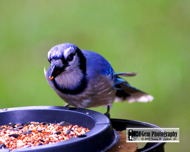 20120301.DSC04577 Subject Blue Jay. Location Clermont, L… Flickr