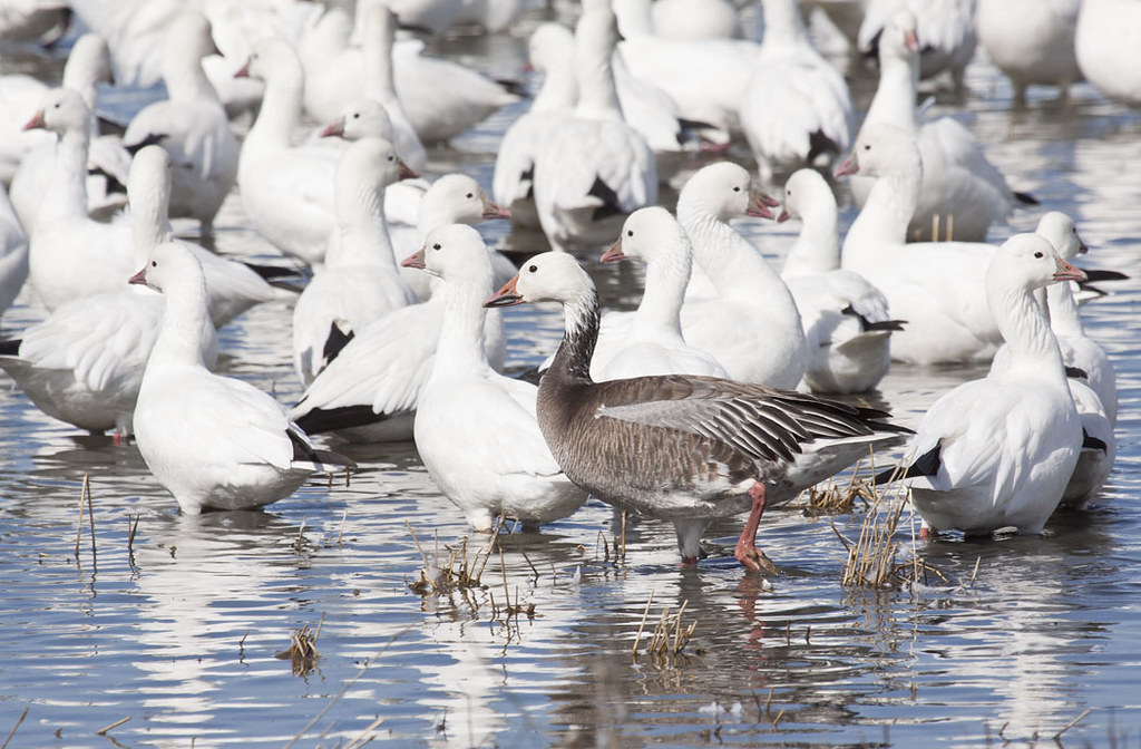 Blue Snow Goose & Ross's Geese A blue goose is an unusual … Flickr