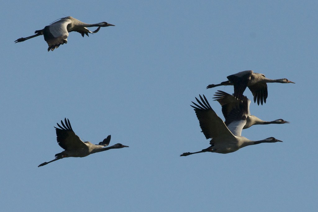 Cranes Another one from Saturday, you can just see the tra… Flickr