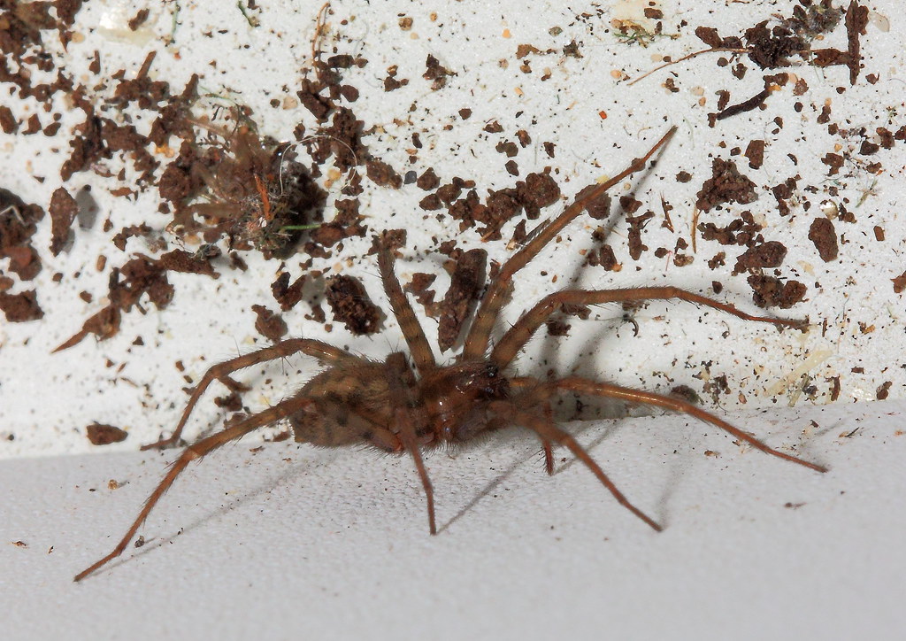 Cobweb spider or house spider Scientific name Tegenaria