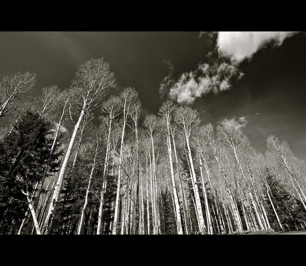 Arizona Aspen Corner Flagstaff, Arizona © all rights rese… Flickr