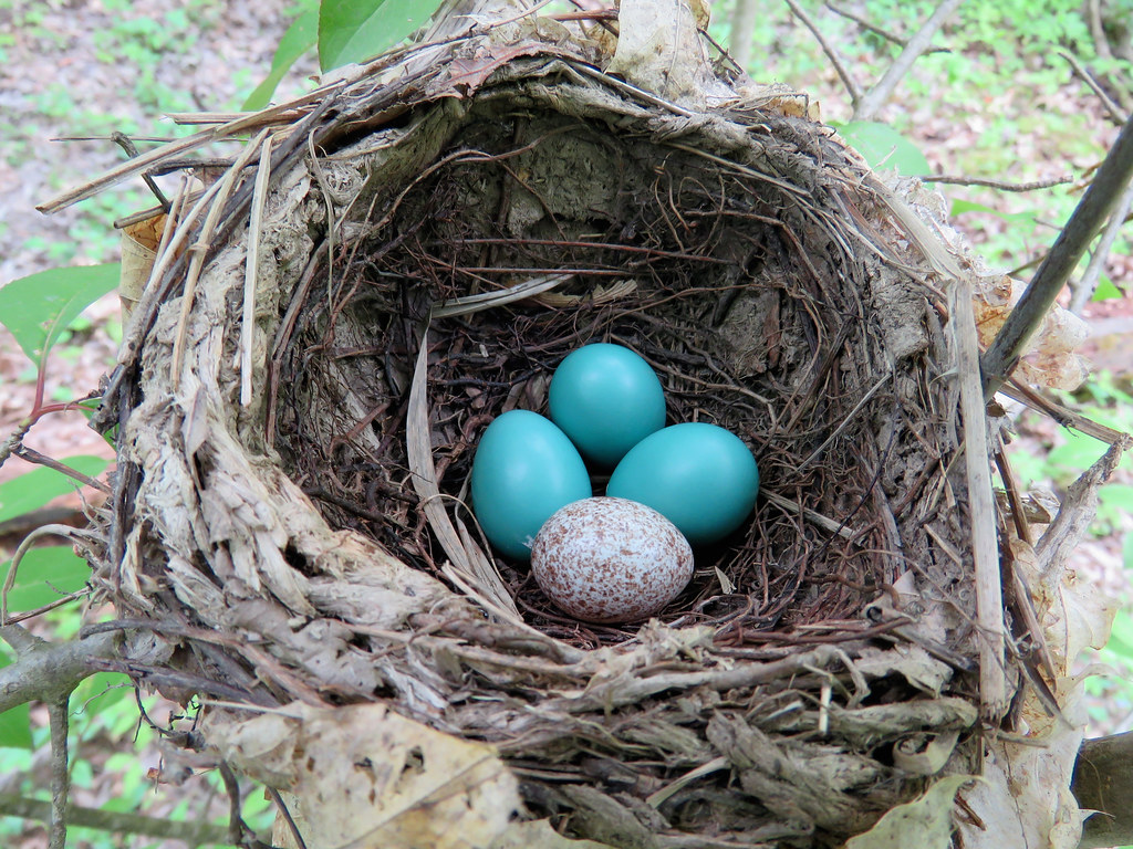 Wood Thrush Nest (Quakertown Swamp) a photo on Flickriver