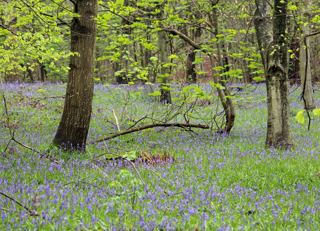 Bluebell woods, Chirk Bluebell wood, Chirk Gill Stafford Flickr