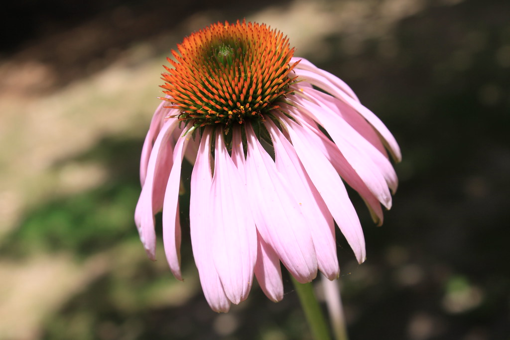 My Coneflowers in Bloom RuthEllen Flickr