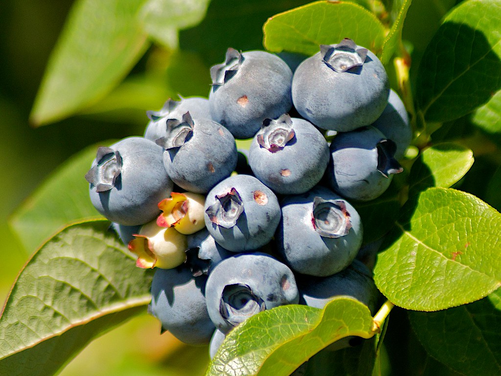 Commercial blueberries, Batlow (near ACT), NSW, Australia,… Flickr
