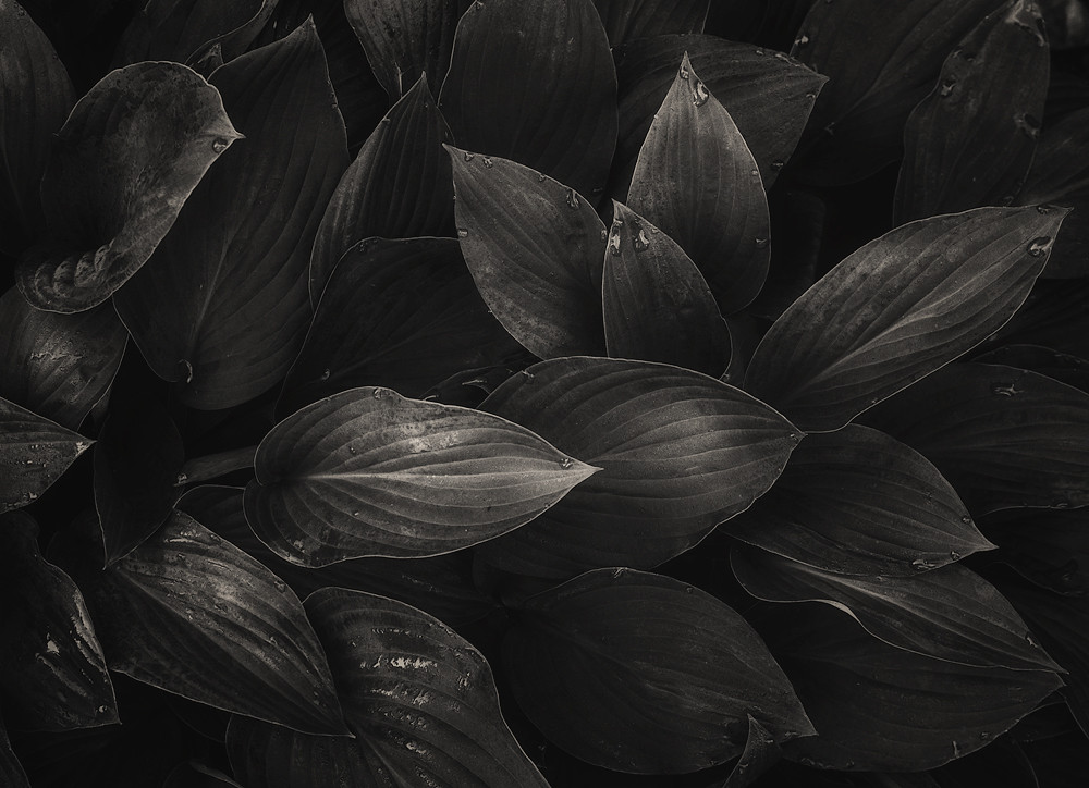 Plant Leaves 4x5 HP5+ 4x5 Ilford HP5+ Speed Graphic 180m… Flickr