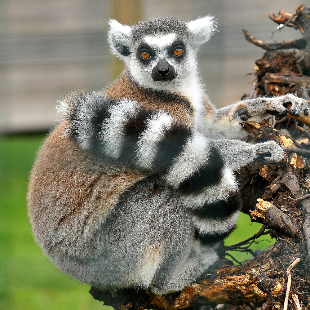 Ring Tailed Lemur At Reaseheath College Zoo.Nantwich.Chesh… Flickr