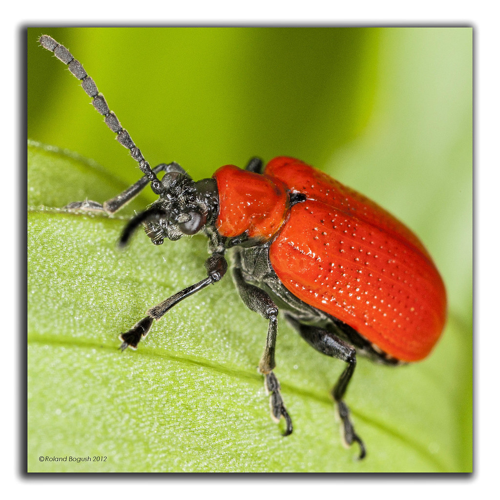Red Lily Beetle A serious garden pest to be destroyed on??? Roland