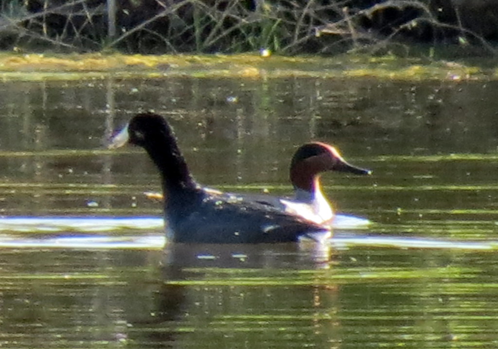 Coot, American [in front] and Teal, Greenwinged [in back]… Flickr