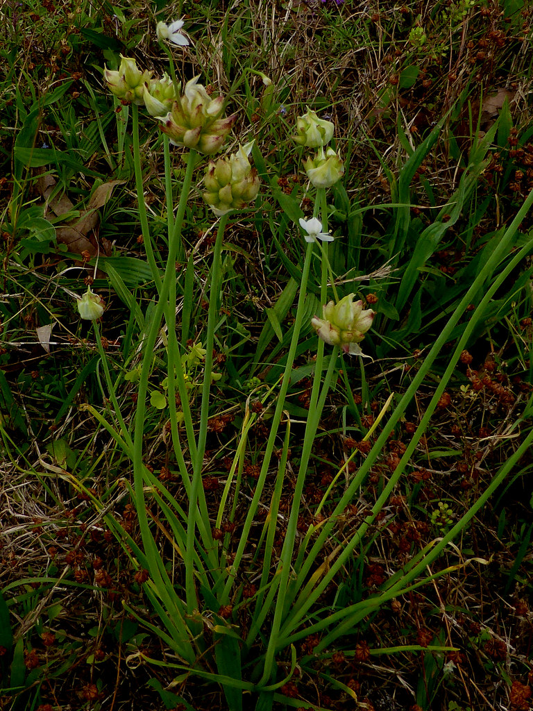 Meadow garlic Allium canadense var canadense Eleanor Flickr