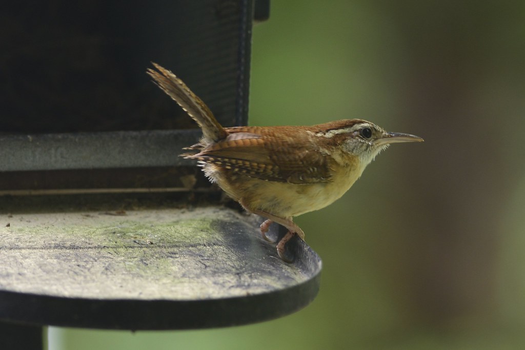 Busy feeding growing chicks House wren, Troglodytes aedon … Flickr