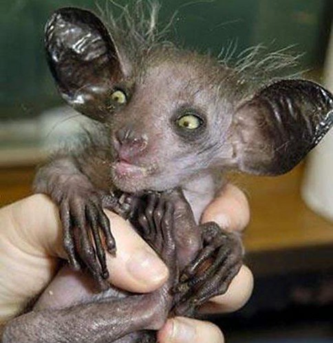 De 13 Lelijkste Dieren Ter Wereld | Dennisboots